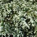 Spiraea cantoniensis 'Lanceolata' P1D P7